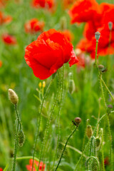 Fototapeta premium Close-up of vibrant red poppy flowers in a green field