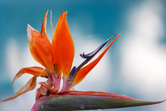 Paradiesvogelblume (Strelitzia reginae)