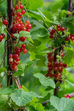 Johannisbeerstrauch (Ribes rubrum), mit Fr&uuml;chten