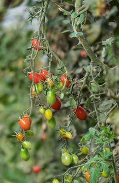 Kirschtomaten am Strauch