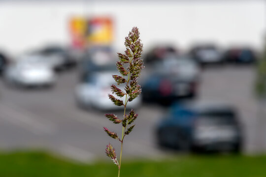 A single seed head of wild grass (likely brome grass) in sharp focus, standing prominently against a heavily blurred background of a parking lot and a roadside advertising billboard in J&otilde;hvi, Estonia