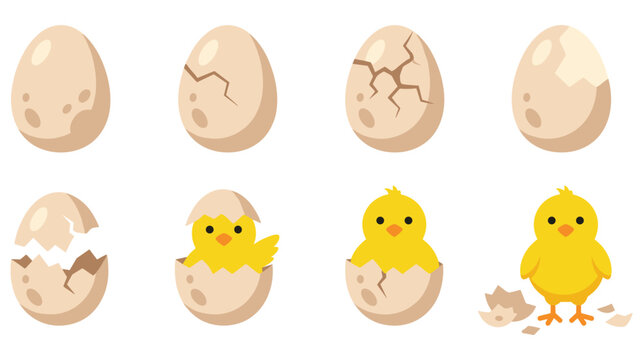 Chicken hatching from egg steps. new life birth, chicks breaking out of shell gradually.