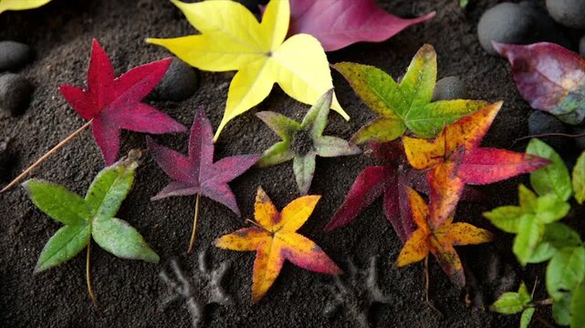 A collection of vibrant fall leaves, showcasing a spectrum of colors, arranged on dark soil