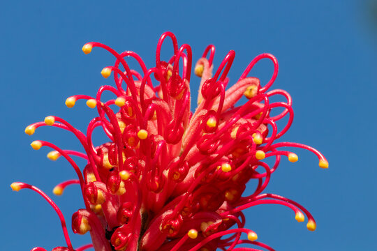 Horizontal macro shot of a red dwarf grevillea flower with yellow tips against a clear blue sky. Sharp technical focus and direct natural sunlight.