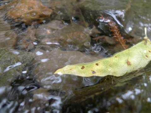 D&eacute;tail d'une feuille dans la rivi&egrave;re