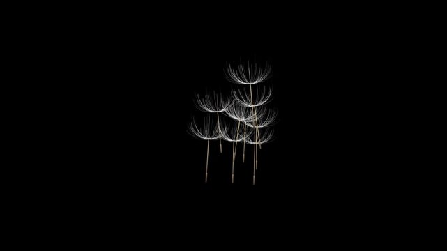 Macro Slow Motion Dandelion Seeds Floating and Falling on Black Background