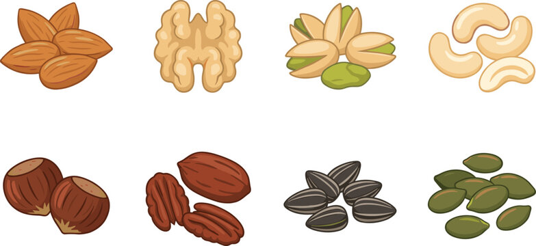 Healthy nuts and seeds vector illustration set with almonds walnuts cashews and sunflower seeds