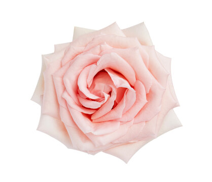 Pink rose flower isolated on white background, soft focus and clipping path, (High resolution) , real photo