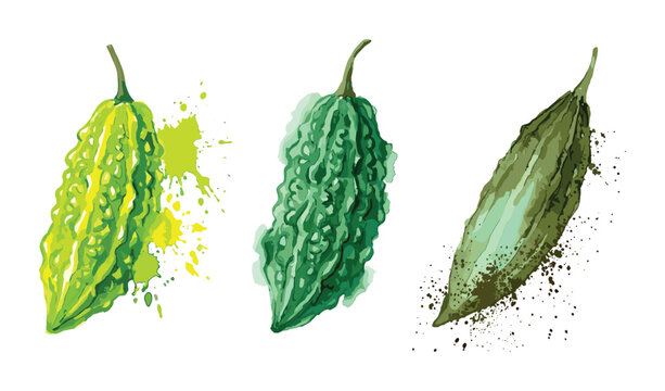 Artistic green bitter gourd illustrations with watercolor splatters