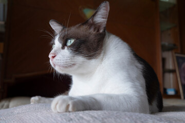 Side profile portrait of an alert brown and white domestic cat resting on a soft bed looking curiously away. Perfect for veterinary care, animal behavior, and pet health concepts. © Pakorn