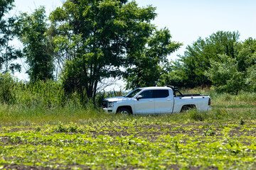 White pickup truck parked in a green field surrounded by trees and vegetation under a clear blue sky © Irina Mikhailichenko