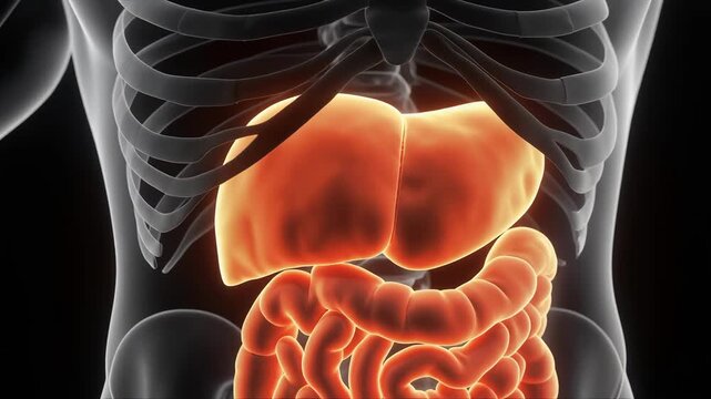 Medical illustration of human digestive system with highlighted organs