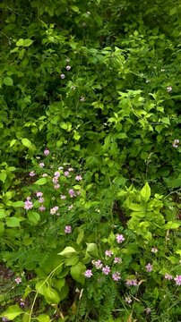 Vertical video of pink crown vetch wildflowers blooming among lush green summer foliage and undergrowth, gently swaying in the breeze, nature B-roll background.
