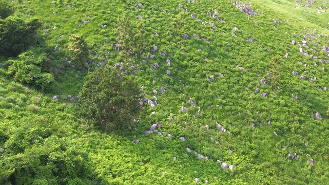 【4Kドローン映像】秋吉台カルスト台地の絶景 ― 日本最大級の石灰岩台地を空から望む