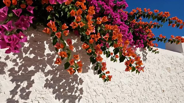 Sunlit white stucco wall with vibrant bougainvillea cascade and deep shadows