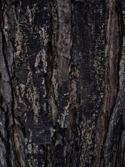 Fototapeta premium Full-frame bark texture with rich details, rugged grooves, and earthy visual appeal