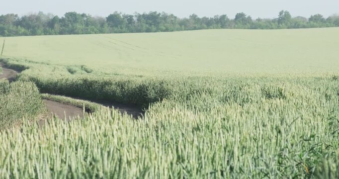 Winding country path in green wheat field near deciduous forest, agribusiness land investment and agronomy borders wide shot