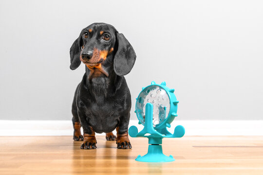 Black and tan dachshund dog standing next to a blue treat dispenser puzzle toy on a wooden floor at home