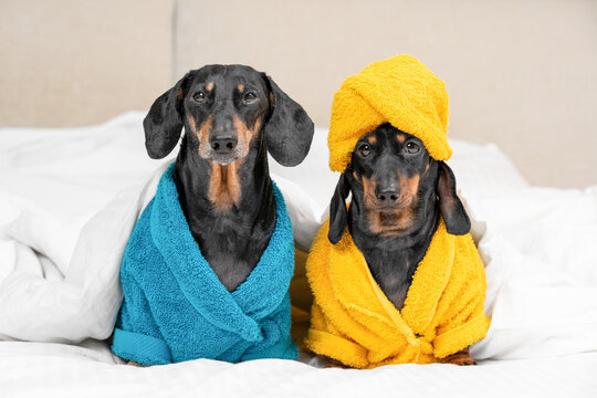 A black dachshund dog in a blue robe sits beside puppy in a yellow robe and towel turban on a white bed, both calm and serene in a peaceful spa relaxation scene.