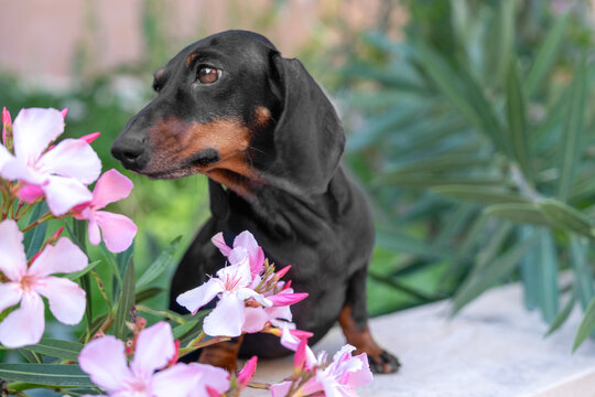 Curious dachshund dog sniffing delicate pink oleander blossoms in a sunny summer garden surrounded by lush green foliage outdoors