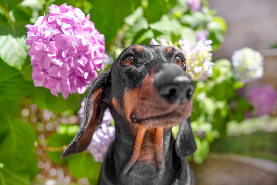Sweet black dachshund dog gazing upward beside vibrant pink hydrangea flowers in a lush blooming summer garden