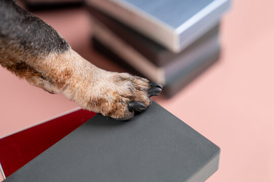 Close view of a dachshund dog paw resting on a sleek black electronic device against a soft pink background indoors