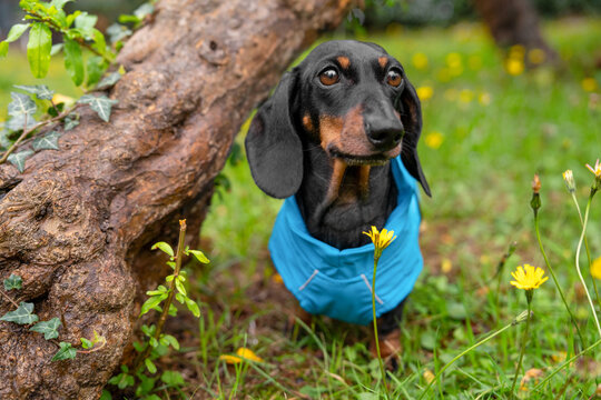 Black and brown dachshund dog in a blue jacket standing near a large tree trunk in a spring garden with yellow wildflower.