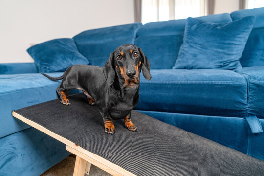 Healthy dachshund dog walking down a wooden pet ramp from a blue sofa to protect its back in a cozy home living room
