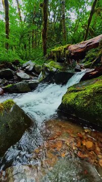 Cascading creek water over mossy rocks in forest, vertical video
