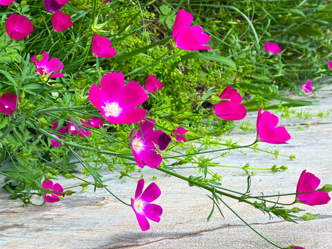 Pink flowers blooming next to a sidewalk. 