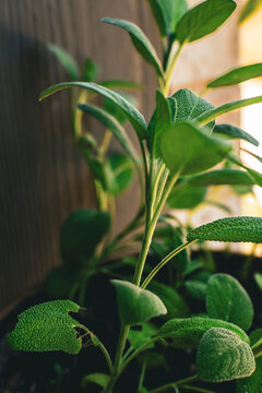 Sage planted in a home garden on the patio. 