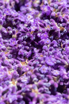 Freshly cut purple blue lavender flowers background backdrop. Traditional British cottage garden medicinal flowers.