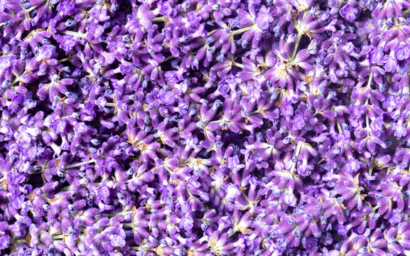 Freshly cut purple blue lavender flowers background backdrop. Traditional British cottage garden medicinal flowers.