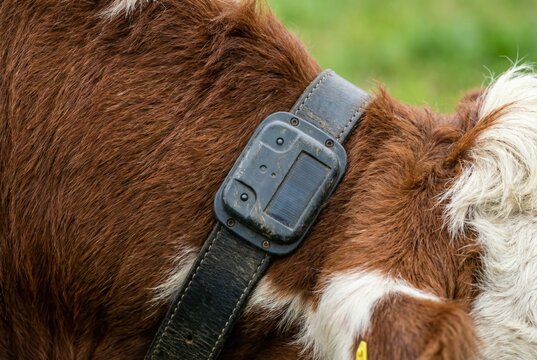 Close up of a brown cow wearing a smart GPS tracking collar in a pasture
