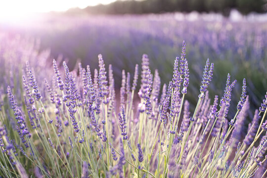 Lavender field. Blossom summer field