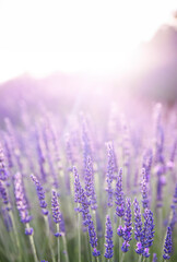 Fototapeta premium Lavender field. Blossom summer field