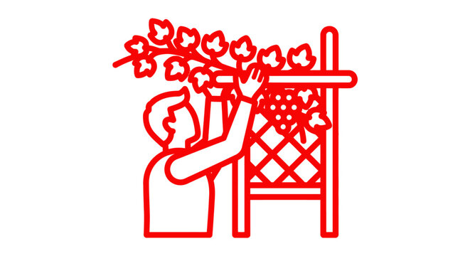 Person trimming vine leaves on trellis outdoors.