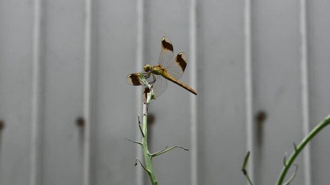 植物にとまった黄色いトンボ　ミヤマアカネ