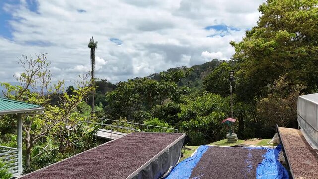 Coffee Beans Sun Drying on Raised Beds at Highland Farm in Honduras Specialty Coffee Production Process
