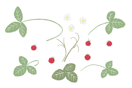 Wild Strawberry Arch Frame Vector