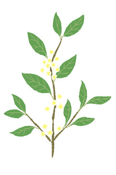Flowering Bay Laurel Branch Illustration