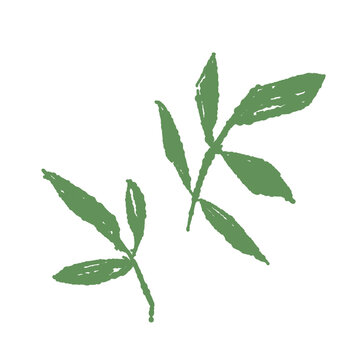 Pair of Green Rose Leaves Vector