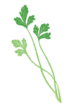 Two Cilantro Stems Set Vector