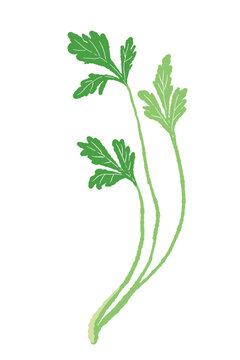 Fresh Coriander Sprig Vector