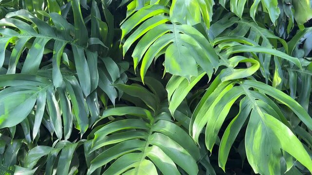 A close-up photograph of a dense cluster of vibrant green, pinnate leaves, resembling Monstera or giant  plants, overlapping to create a natural, textured play of light