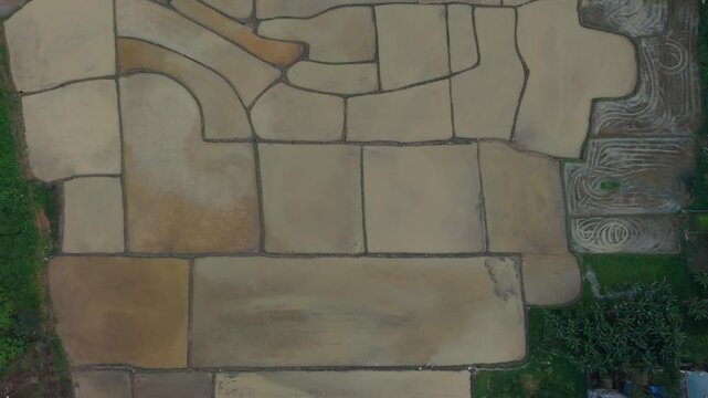 Topdown Geometric Paddies Forest Edge Phong Nha Vietnam Clear Rectangular Plots Bounded By Earthen Ridges, Adjacent Green Strip And Textured Soil Tones In Agricultural Mosaic