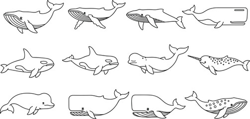 Whale Species Coloring Page Line Art Set with Humpback Orca Beluga Narwhal and Sperm Whale Outline Icons for Ocean Designs © MdMustak