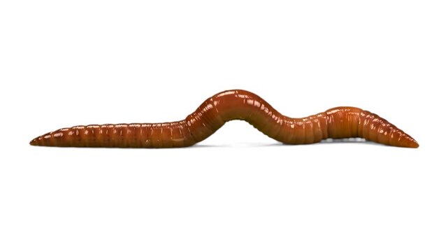 A detailed 3D model of a shiny brown earthworm moving horizontally while flexing its ribbed body segments. The clip features a pure white studio background, perfect for educational or medical graphics