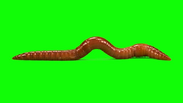 A realistic 3D animation of a brown earthworm crawling across the screen from left to right, arching its body. The asset is isolated on a solid green screen backdrop for clean chroma key compositing.