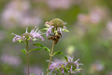 Bee climbing on purple flower © Marissa